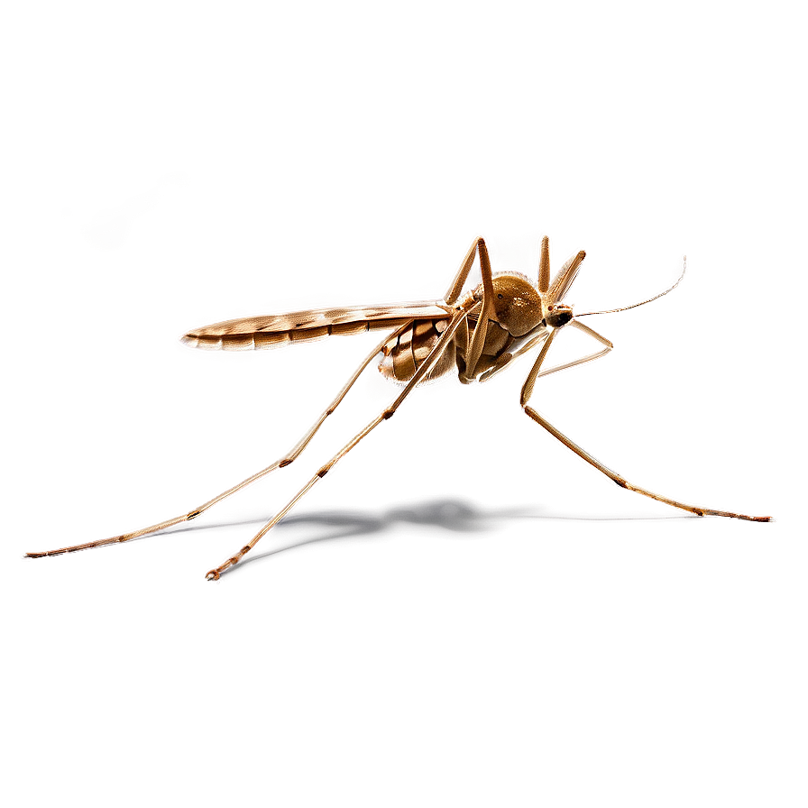 Microscopic Mosquito Png 05242024 PNG