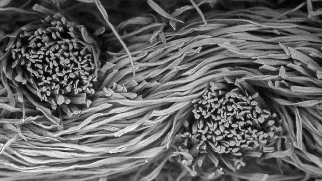 Unmondo Microscopico Di Vita Cellulare