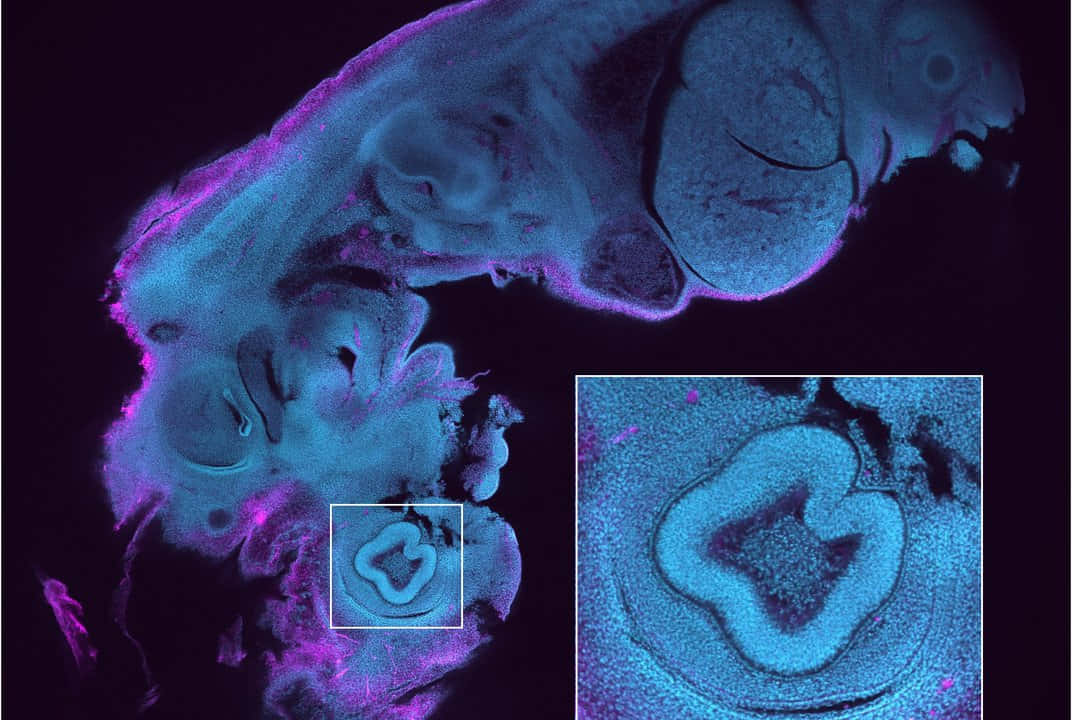 Immaginedi Un Embrione Di Topo Al Microscopio Con La Mesolente