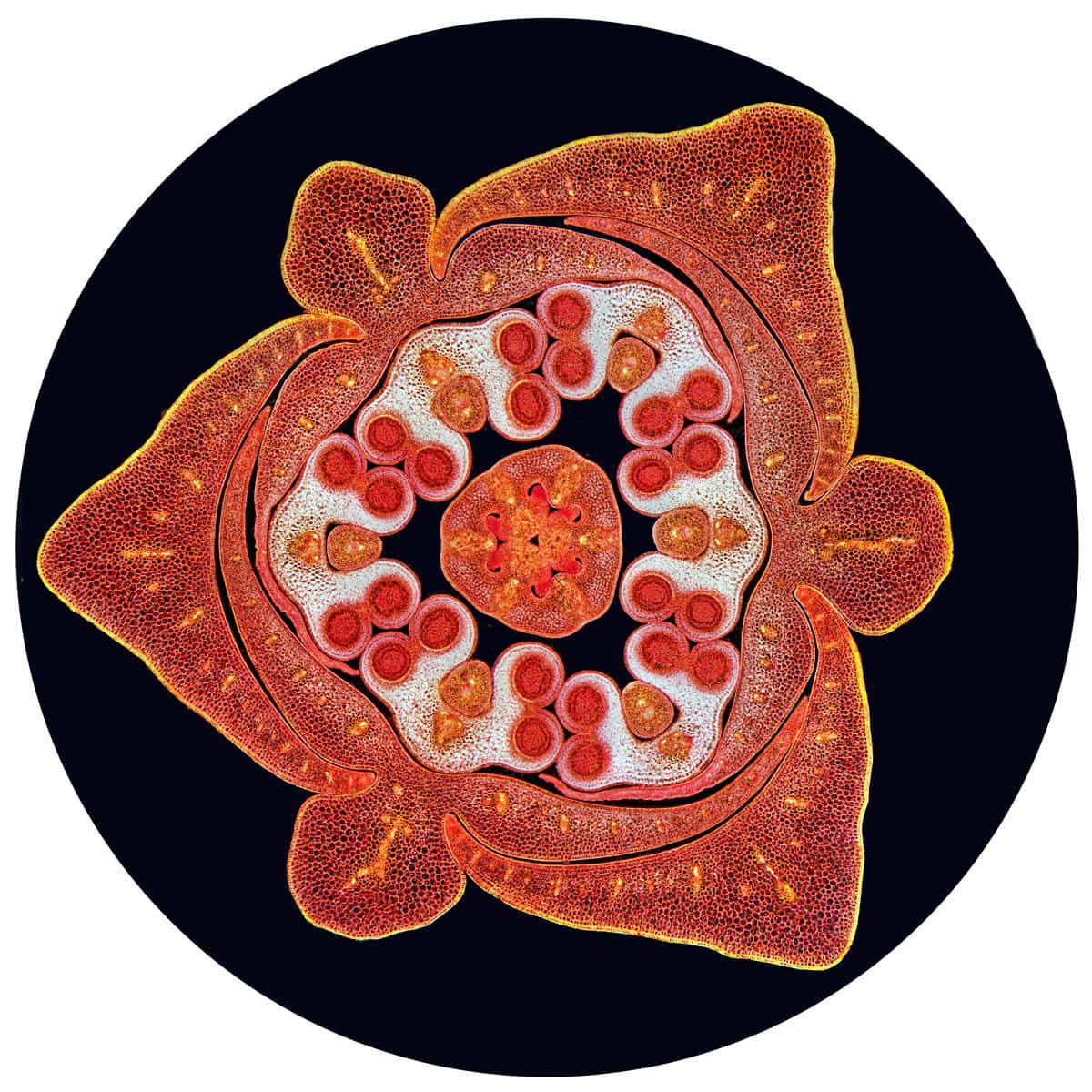 Vistaingrandita Di Cellule Microscopiche.