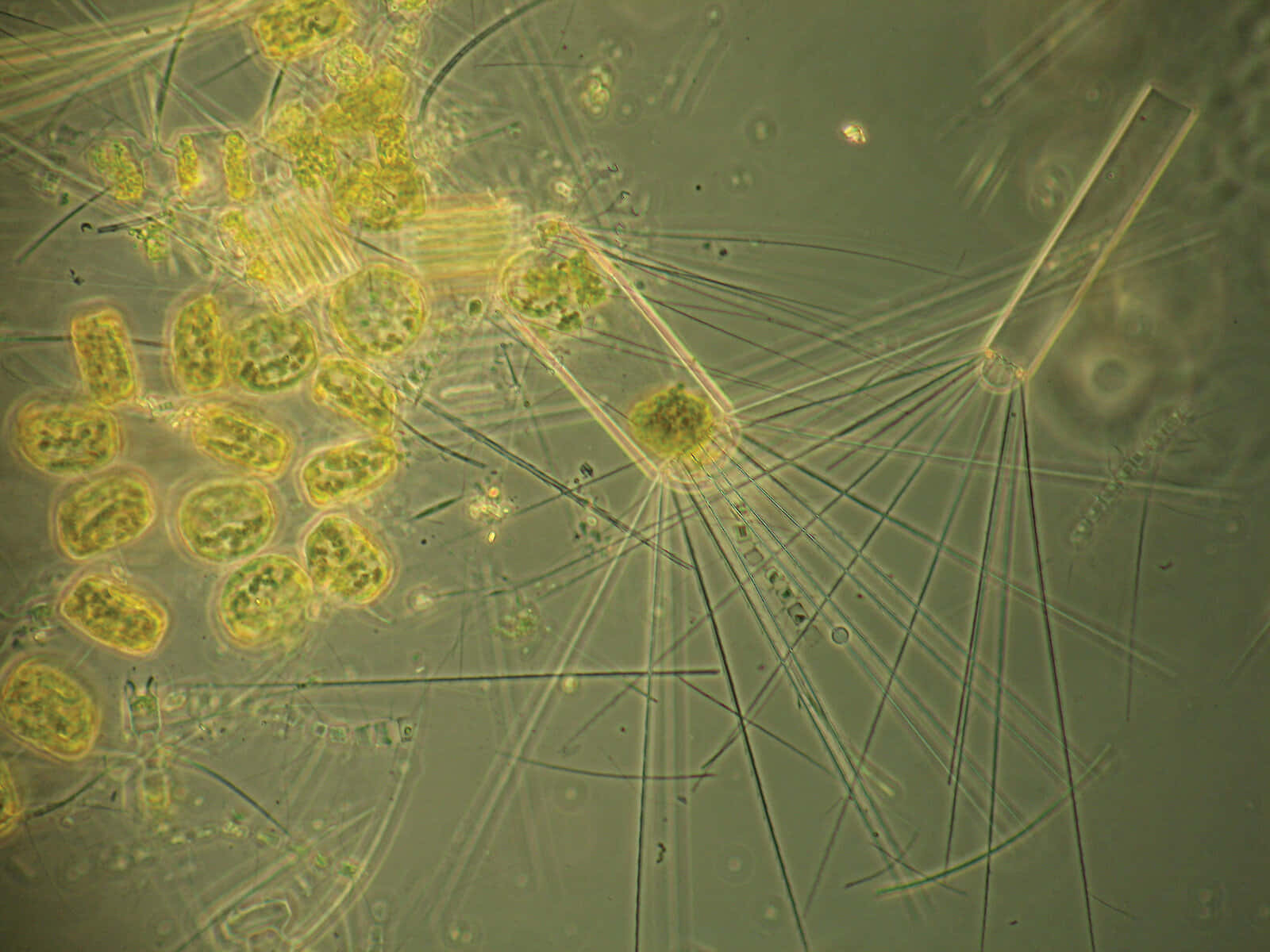 Immaginedi Alghe Microscopiche E Batteri