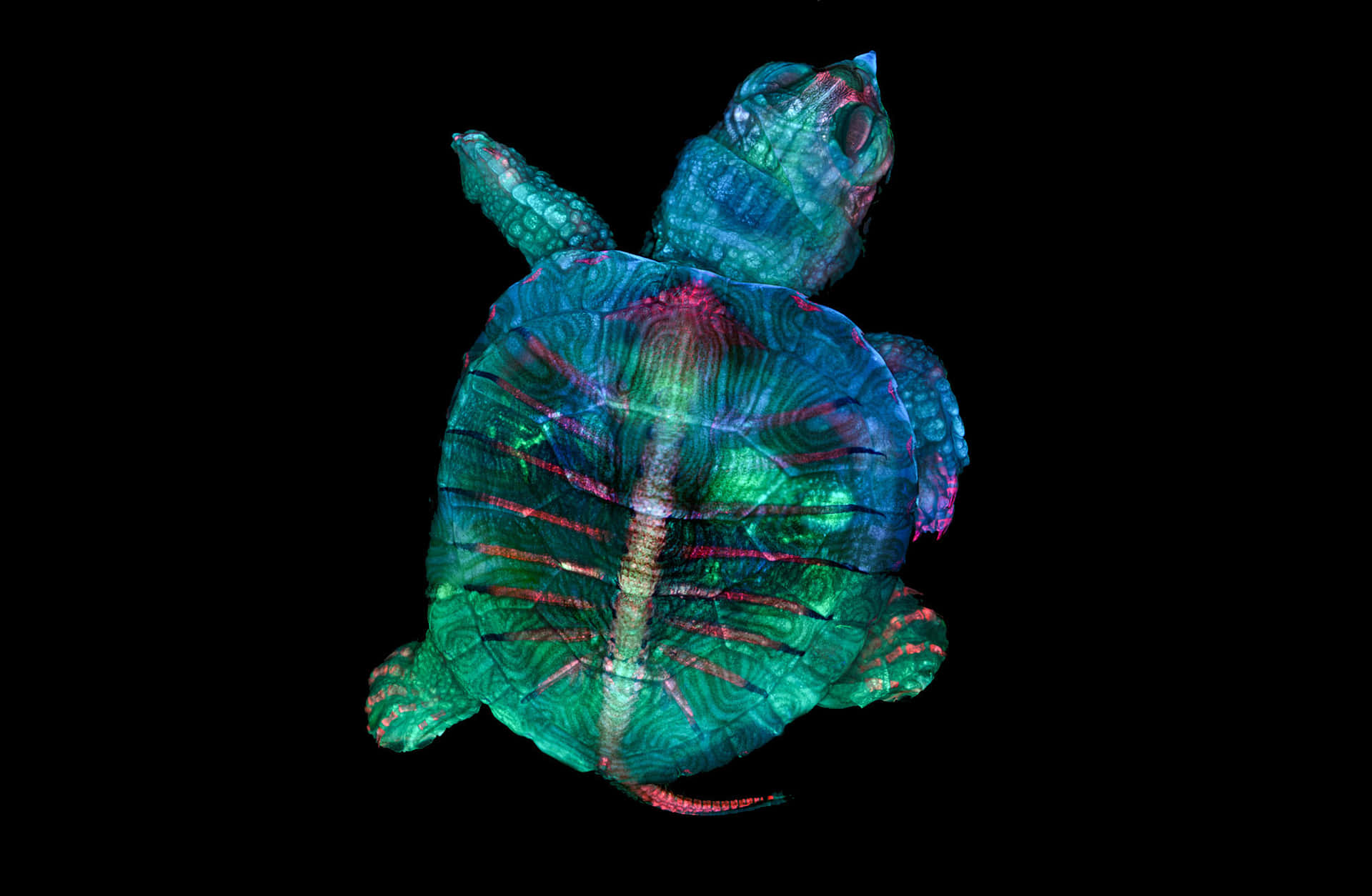 Immaginedi Una Tartaruga Fluorescente Microscopica.