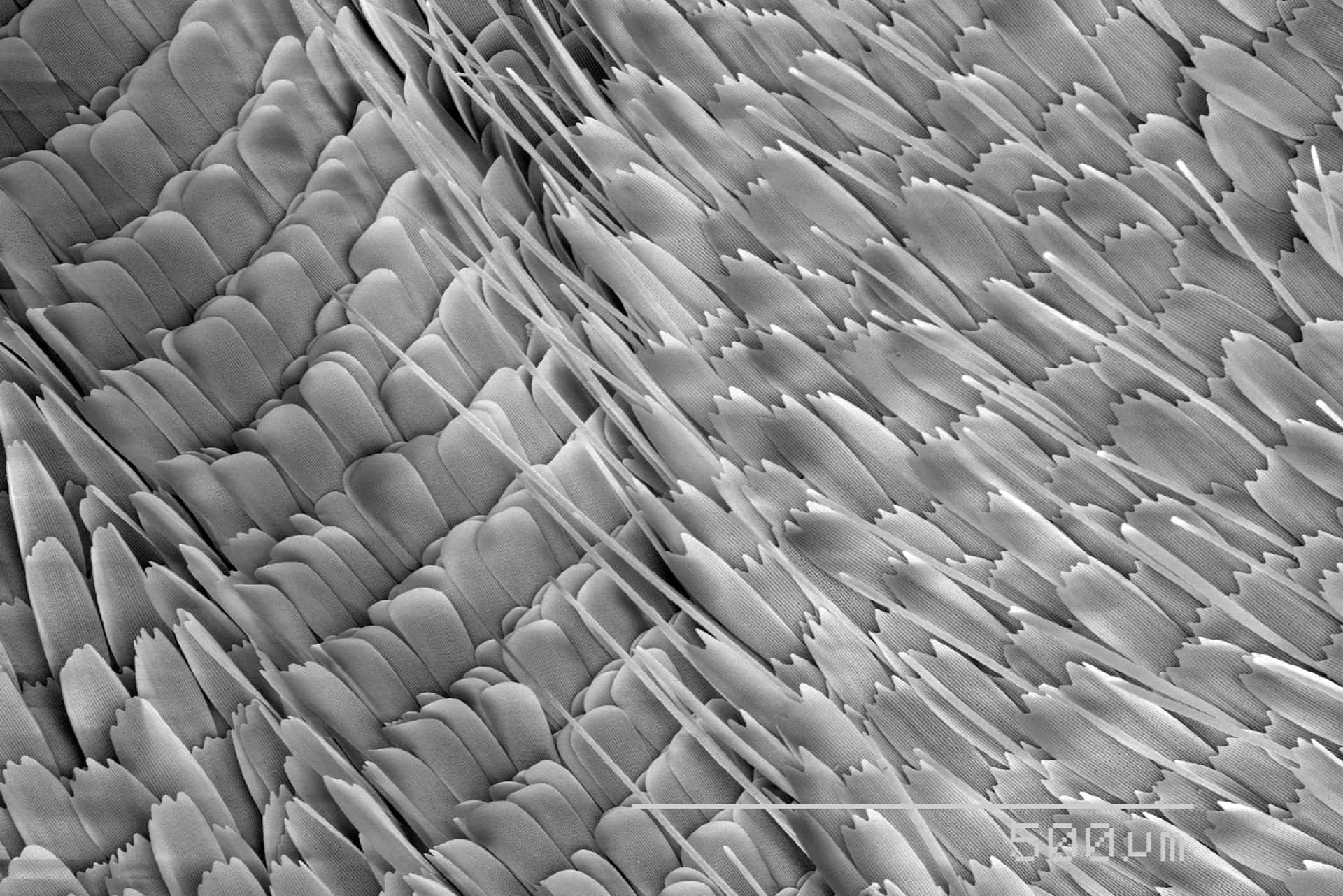 Microscopic Pictures 2000 X 1335 Picture