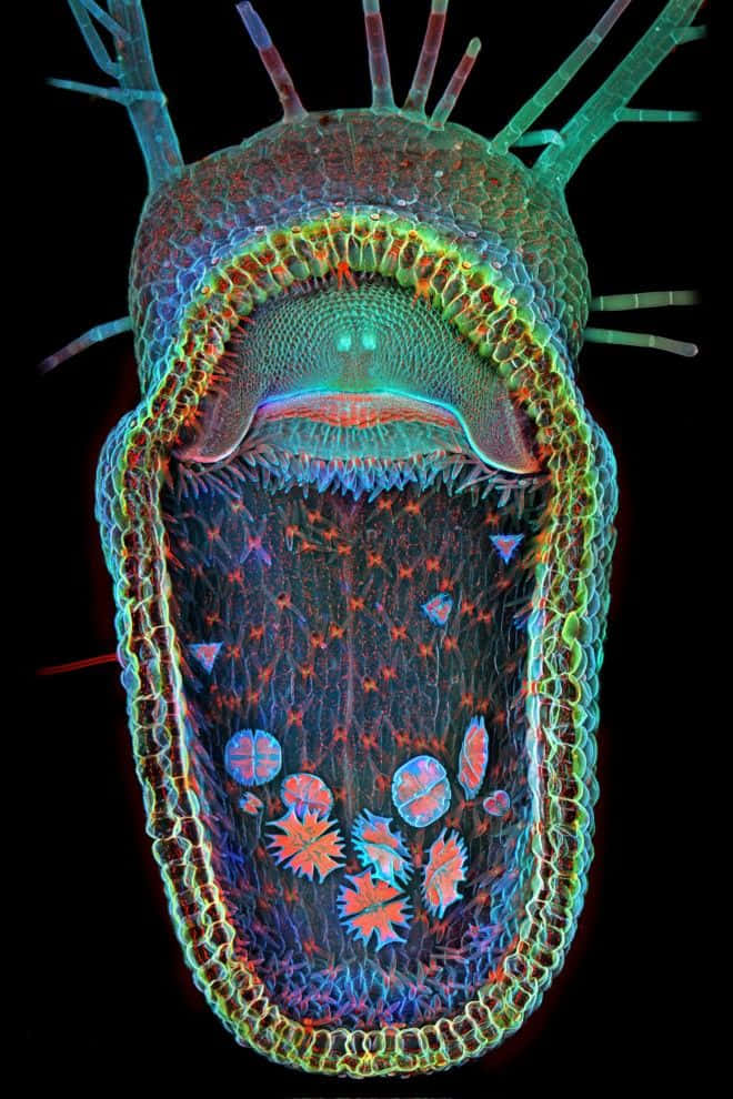 Immaginedel Bladderwort A Gobbe Microscopiche