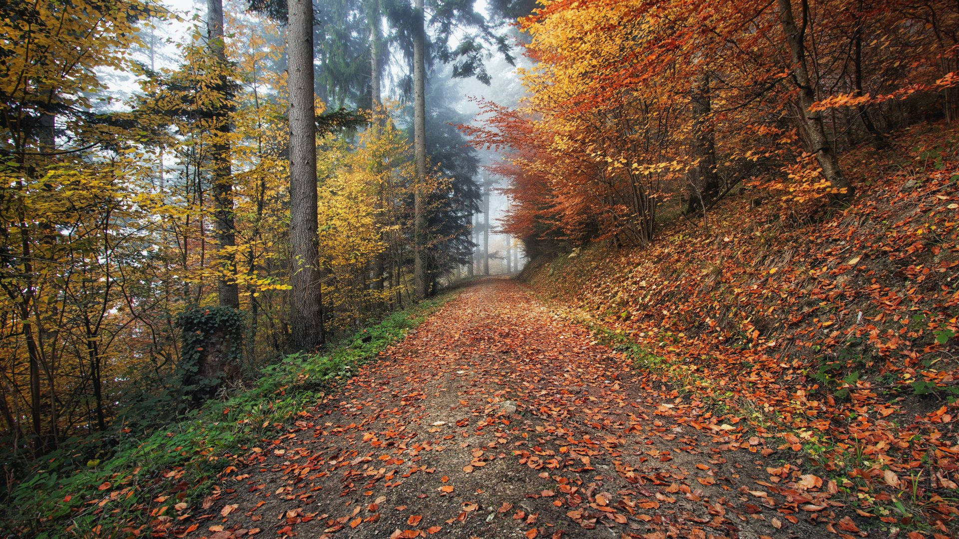 Microsoftteams Con Un Camino De Campo Con Hojas Naranjas. Fondo de pantalla