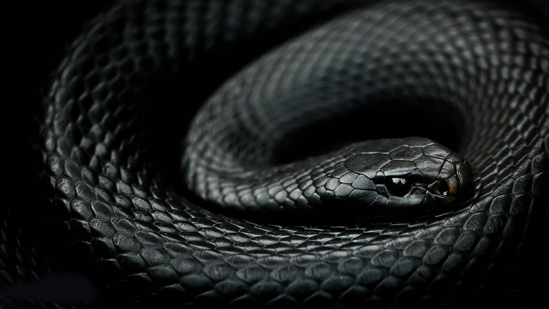 Midnight Black Scales Black Mamba Snake Wallpaper