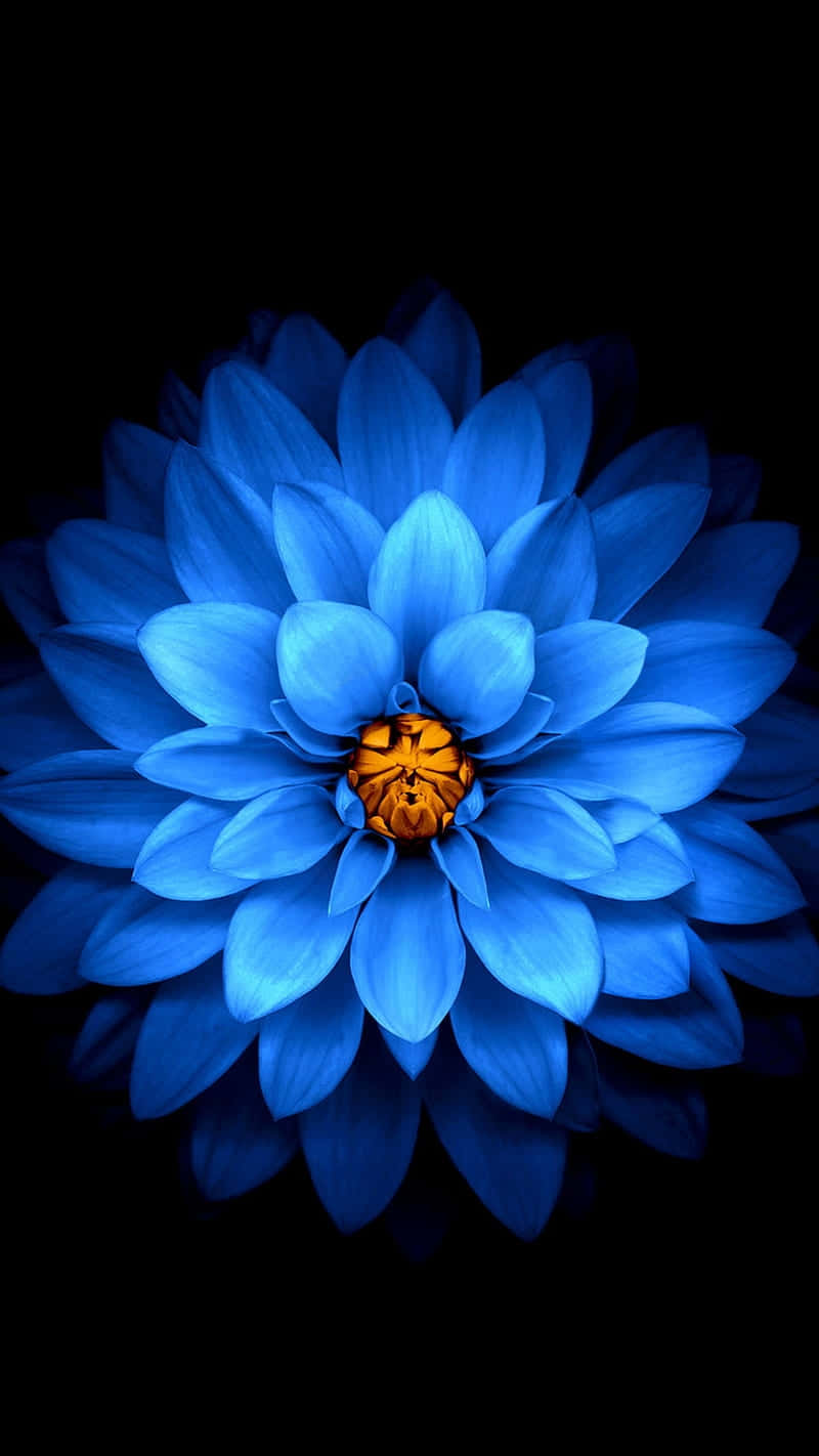 Midnight Blue Dahlia Flower Wallpaper