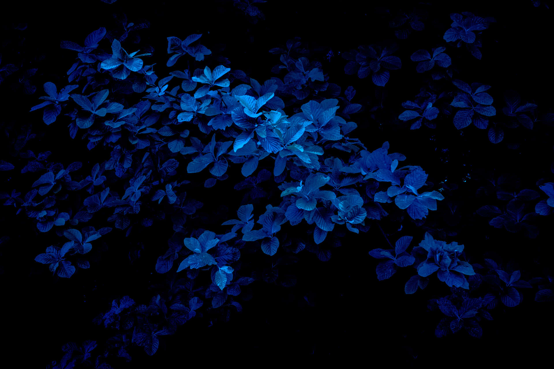 Middernacht Blauwe Bloemen Achtergrond Achtergrond