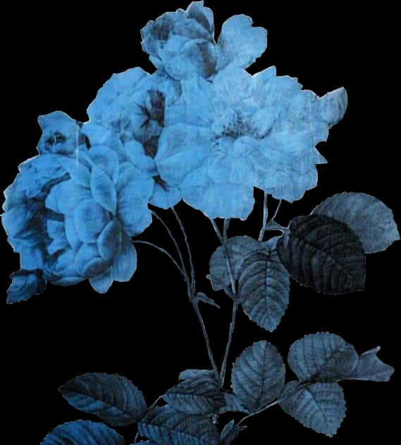 Midnight Blue Roses Art PNG