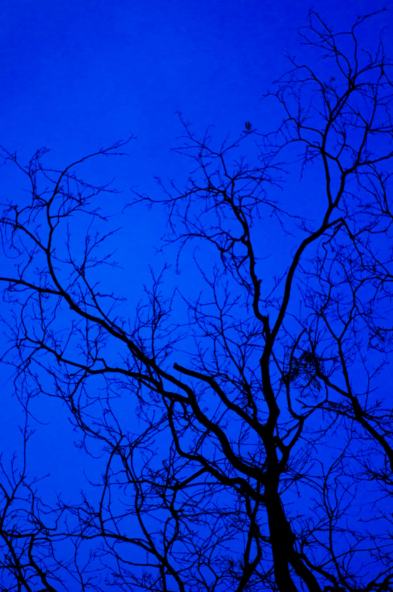 Midnight_ Blue_ Silhouette_ Tree Wallpaper