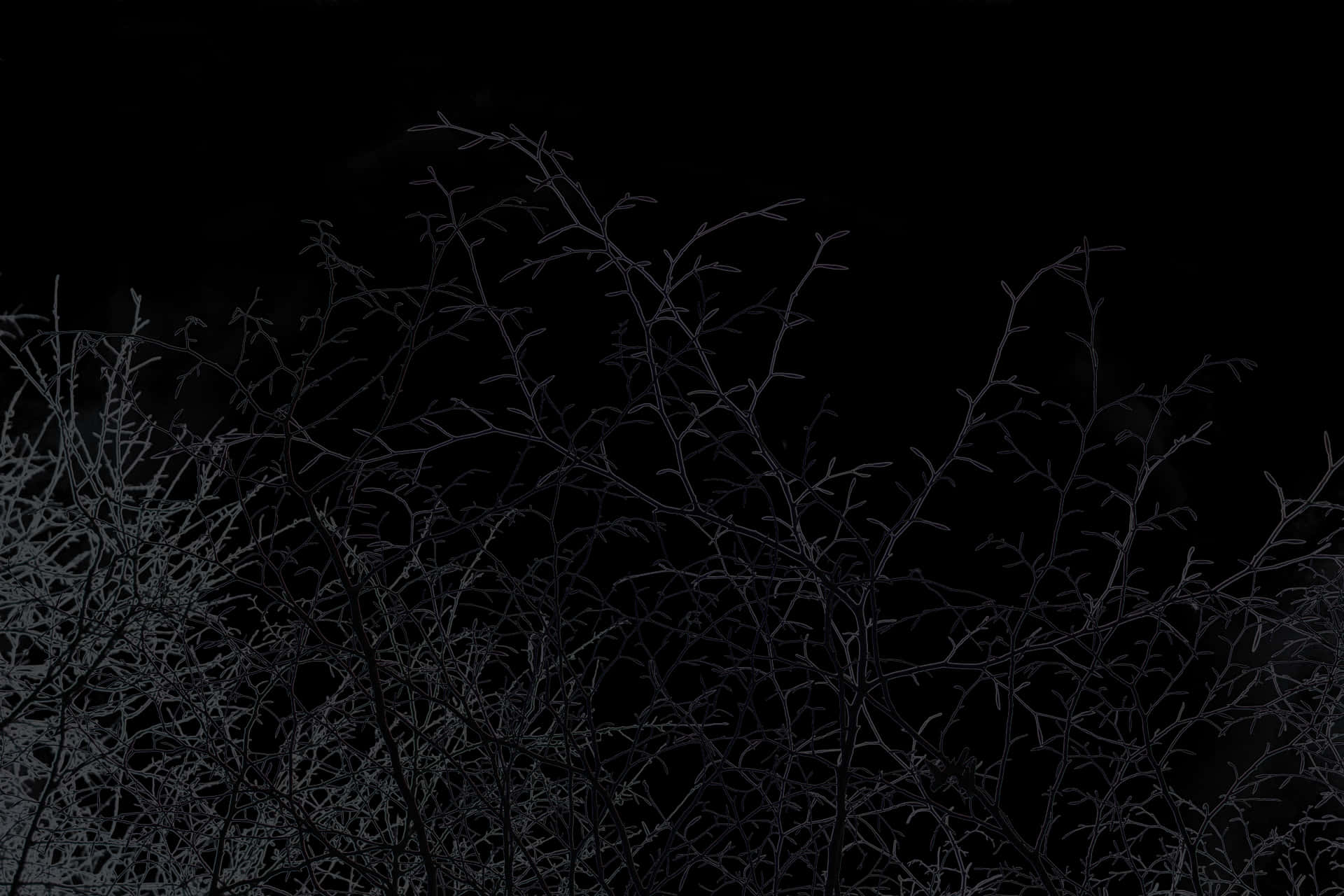 Midnight Branches Silhouette.jpg PNG