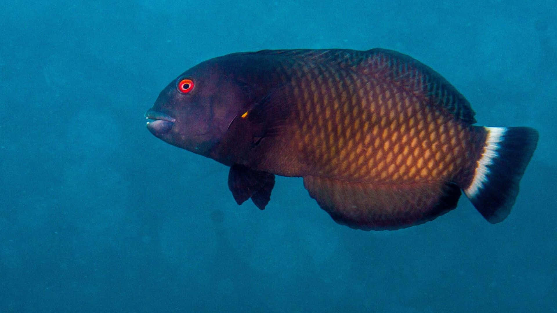 Download Midnight Parrotfish Underwater Wallpaper | Wallpapers.com