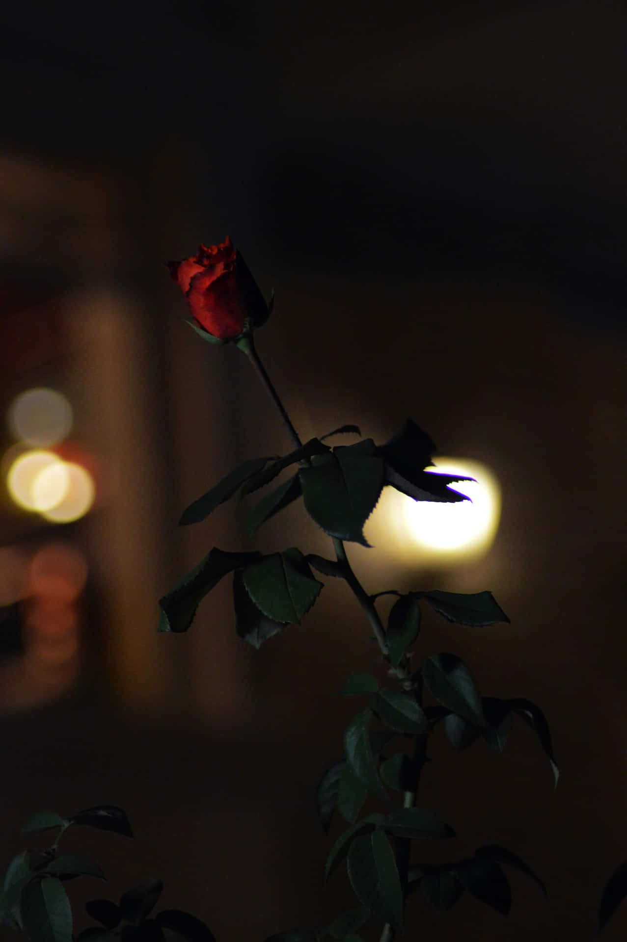 Midnight Solitude Rose Wallpaper