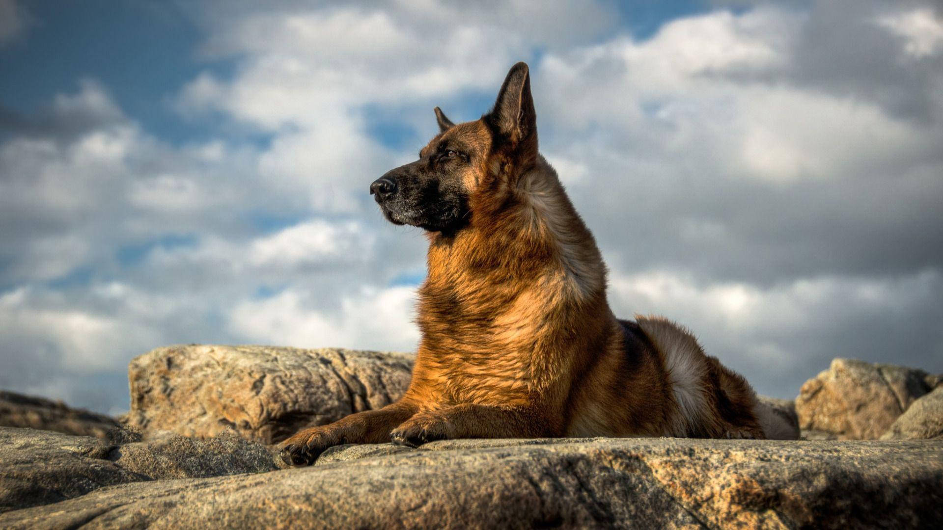 Mighty Dog Breed German Shepherd Wallpaper
