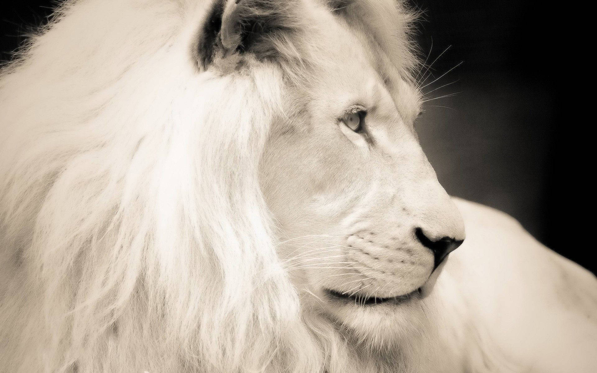 Download Mighty Male White Lion Wallpaper 