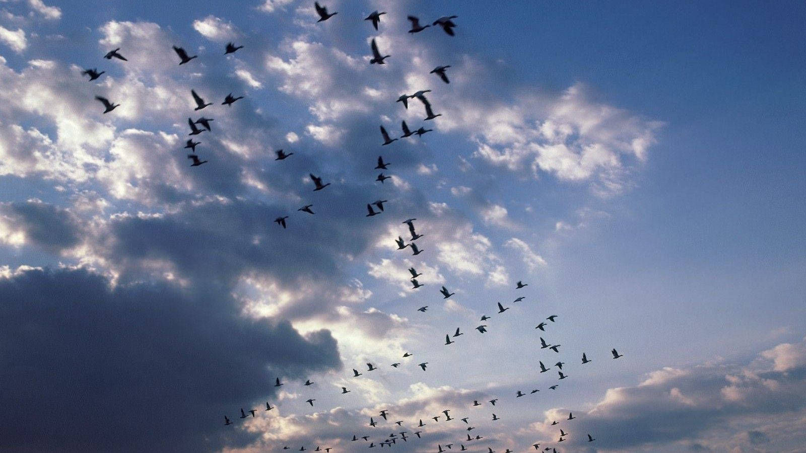 Flyvende migrænefugle over en blå himmel Wallpaper