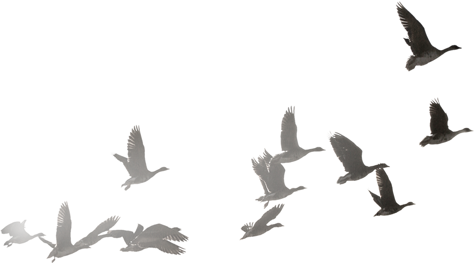 Migratory Birds In Flight Silhouette PNG