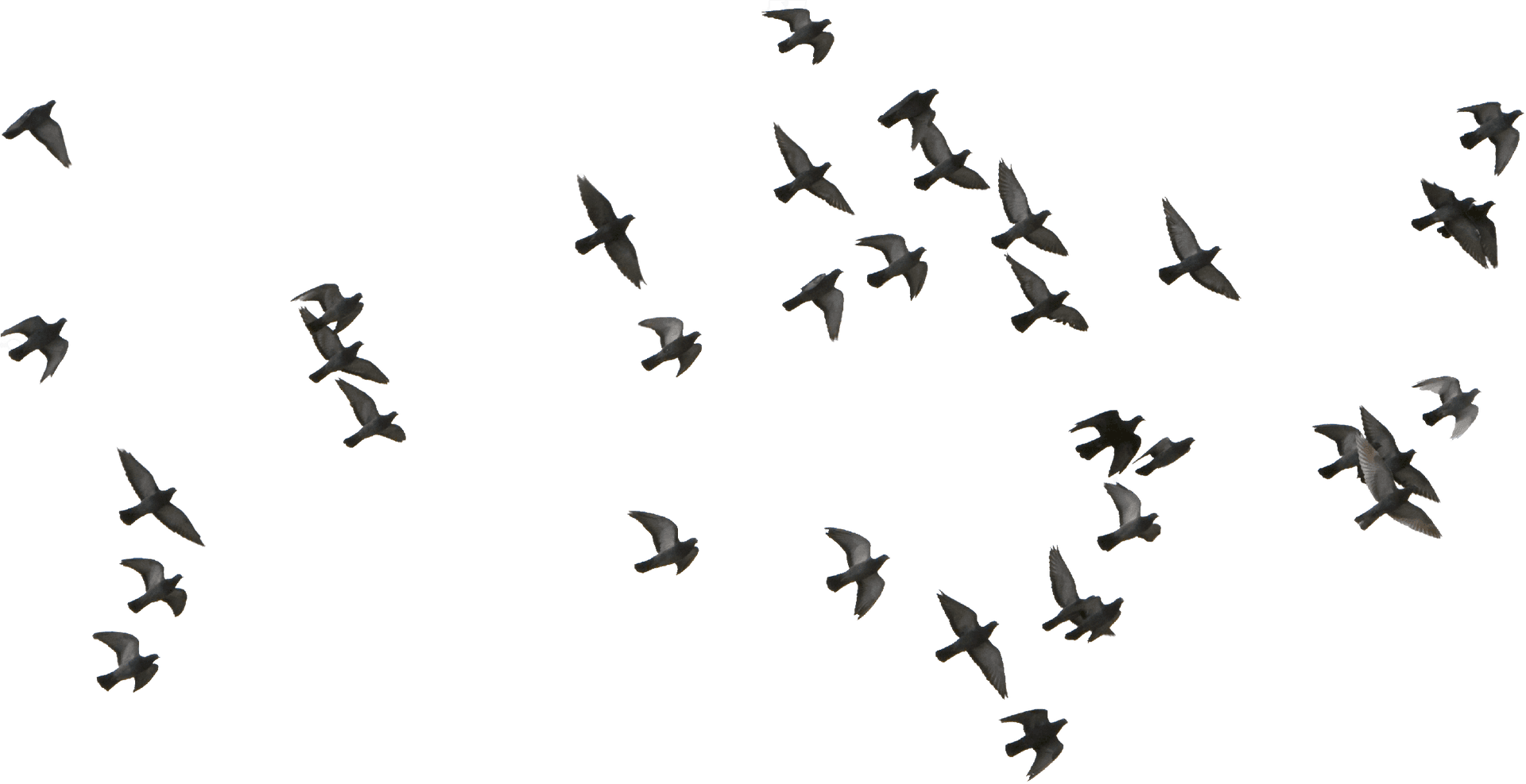 Migratory_ Birds_ In_ Flight PNG