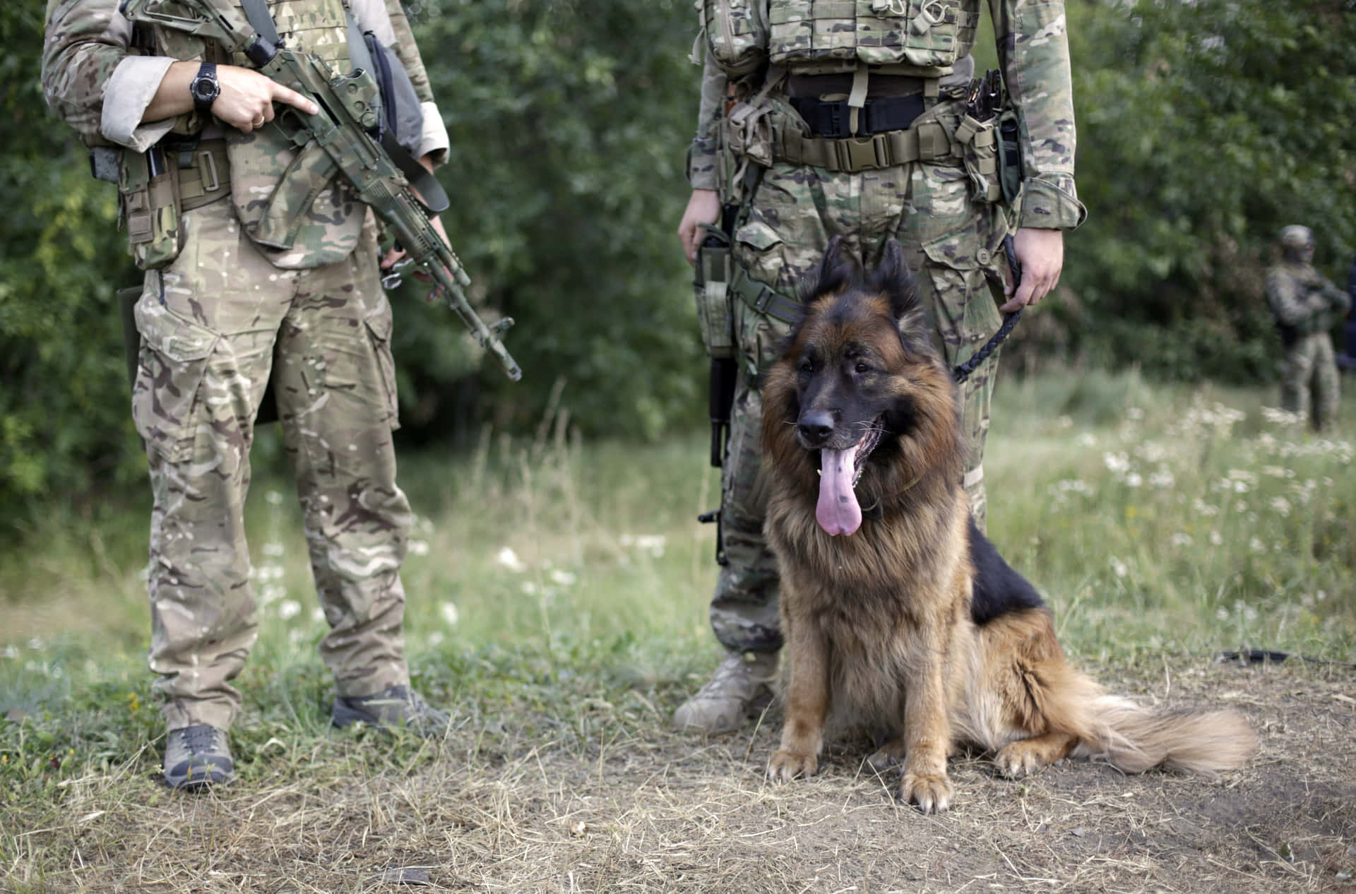 Militaire Hondeneenheid In Veldtraining Achtergrond