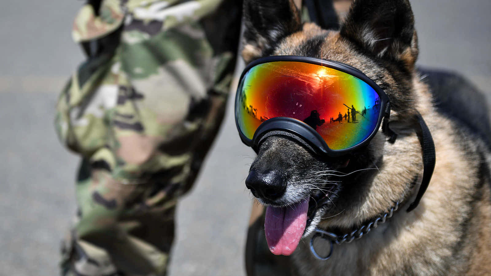 Militaire Hond Met Zonnebril Achtergrond