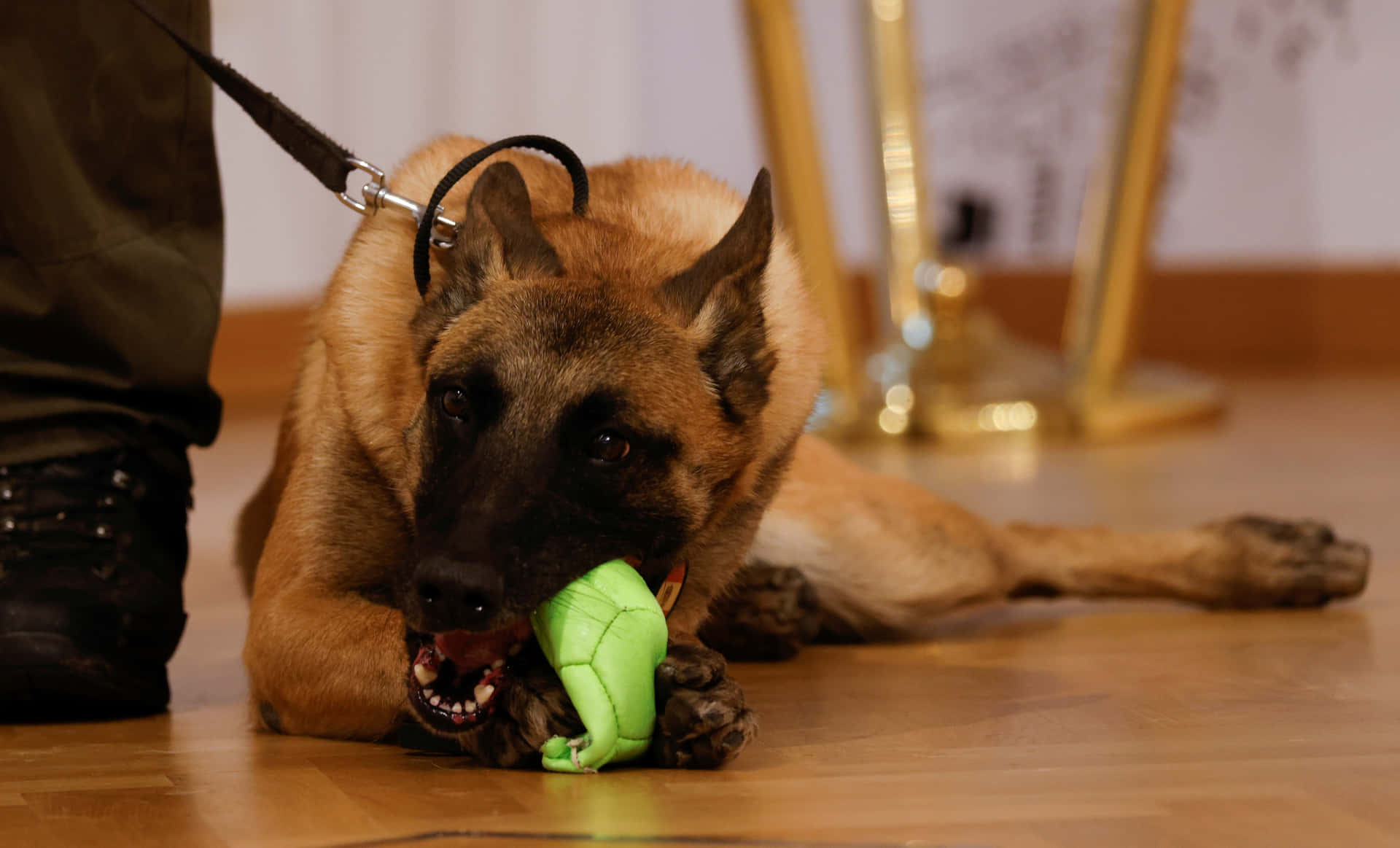 Militaire Hond Met Speelgoed Achtergrond