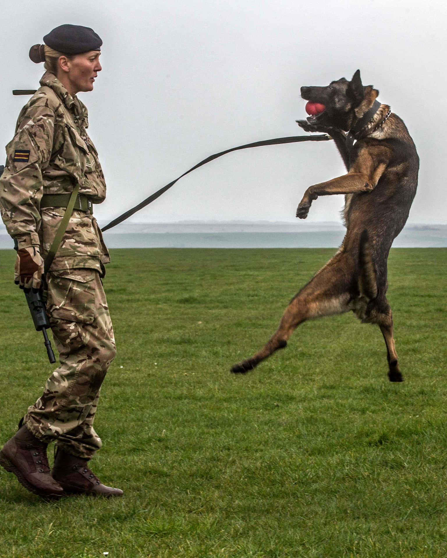 Militaire Handler En Springende Hond Achtergrond