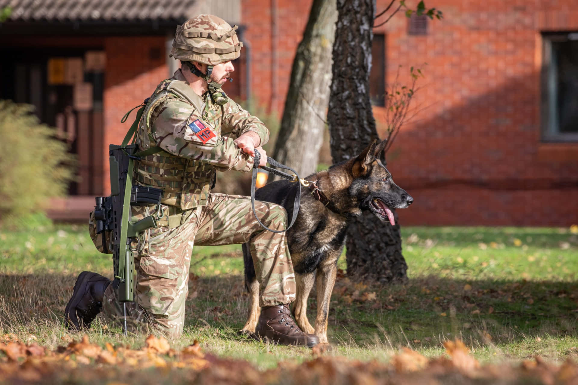 Militaire Handler En Werkhond Achtergrond