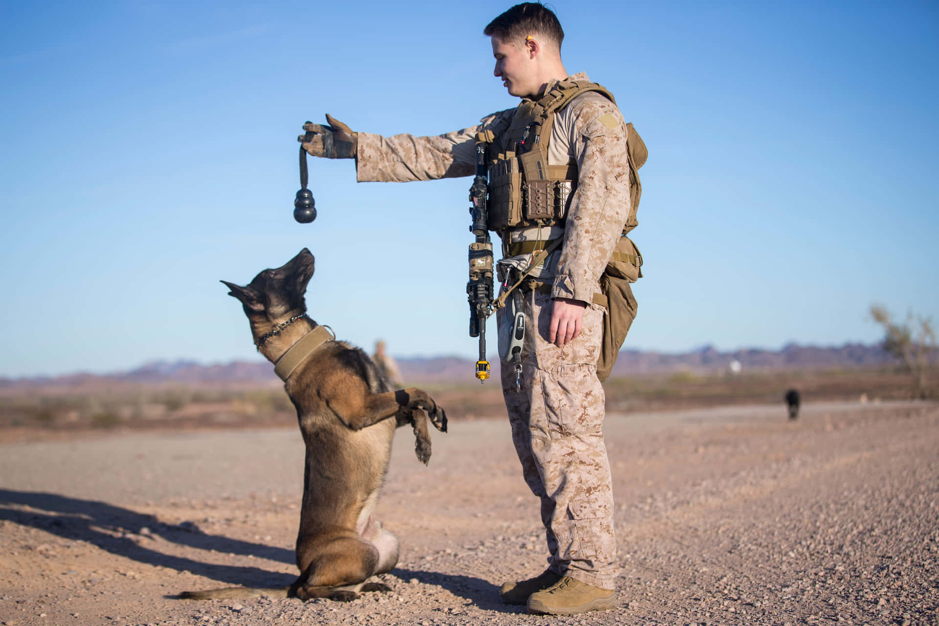 Militaire Handler En Werkhond Training Achtergrond