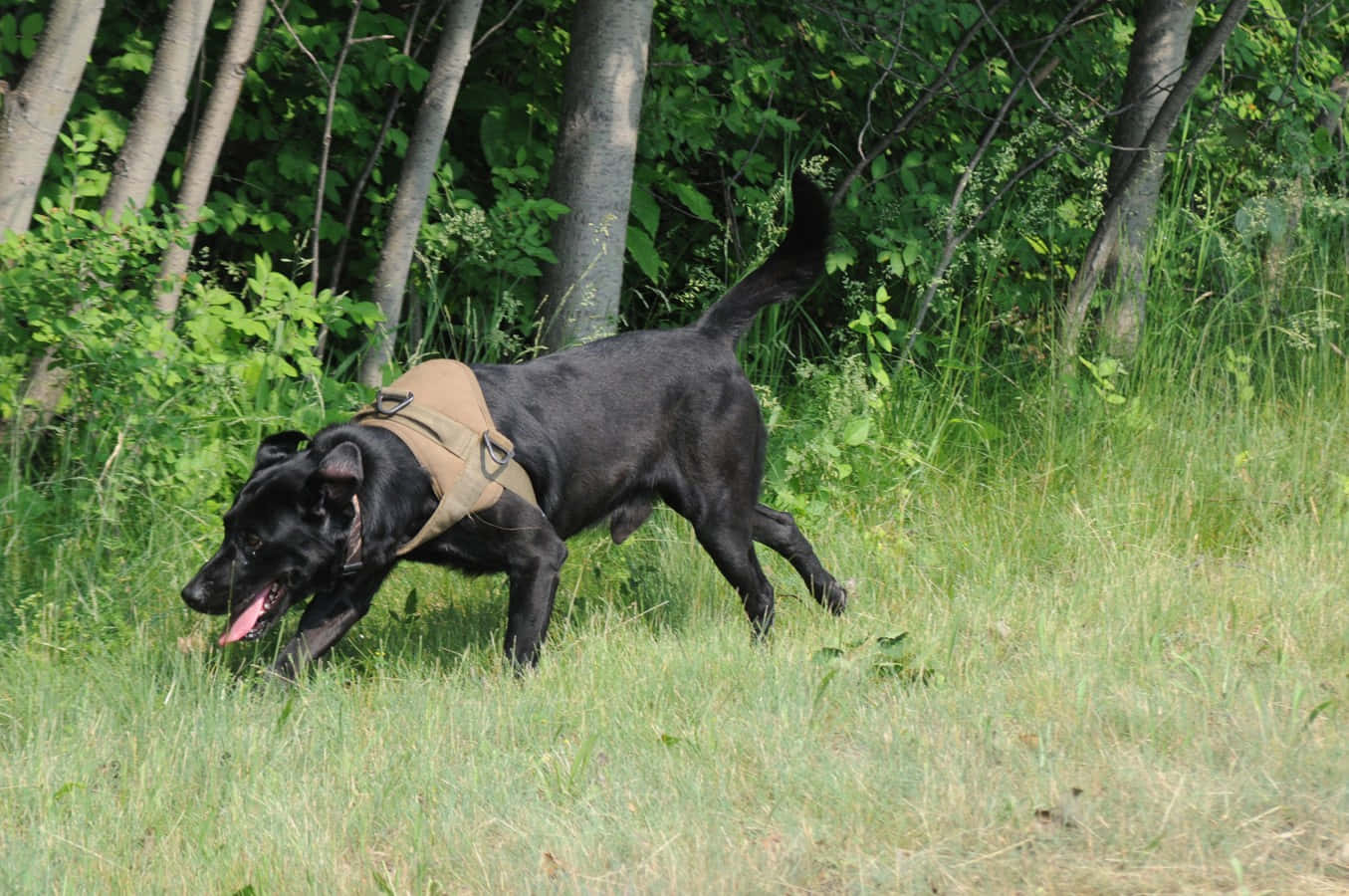 Militaire Werkhond In Het Veld Achtergrond