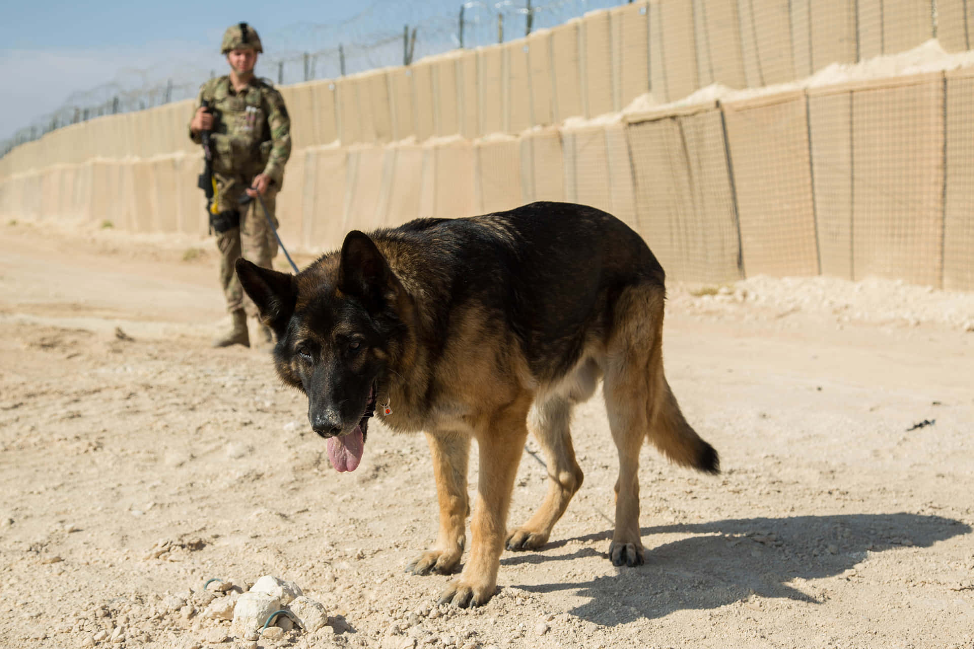 Militaire Werkhond In Dienst.jpg Achtergrond