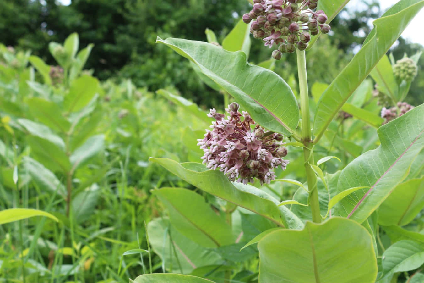 A field of Milkweed brings beauty and sustenance to the local wildlife.
