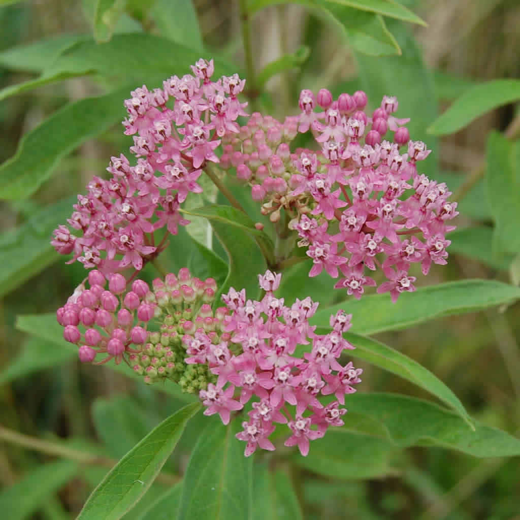 Download Milkweed Spreads Its Seeds Throughout Nature | Wallpapers.com