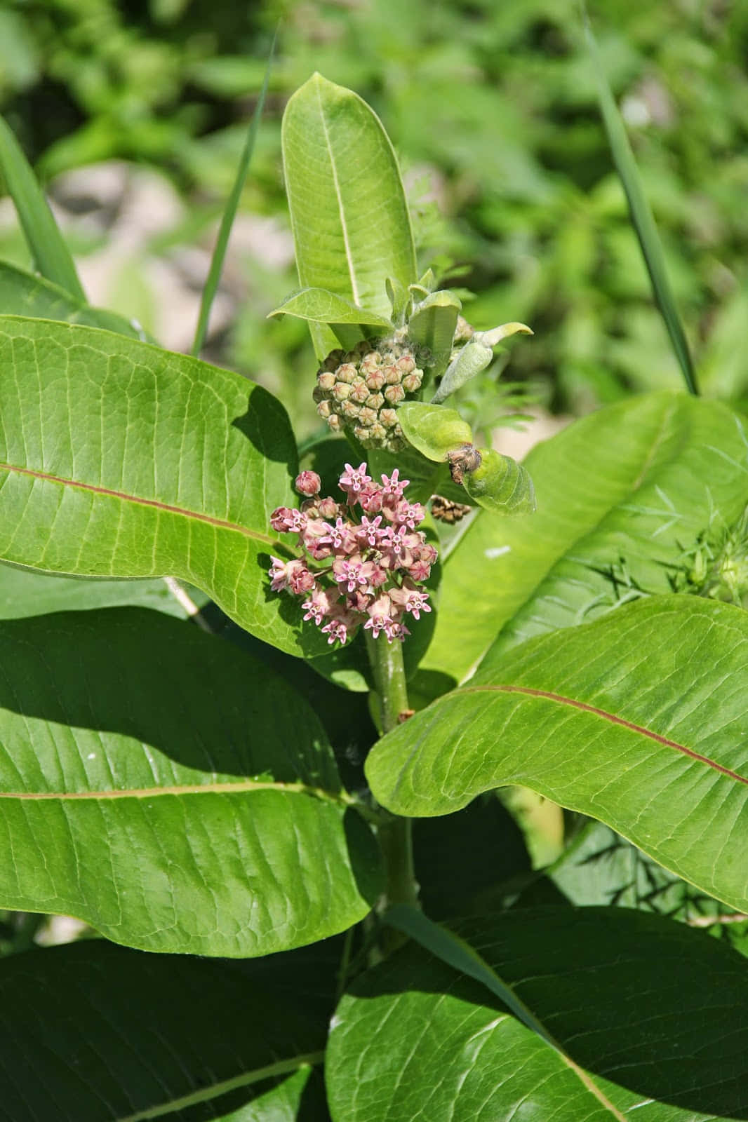 Close-up view of a Milkweed plant