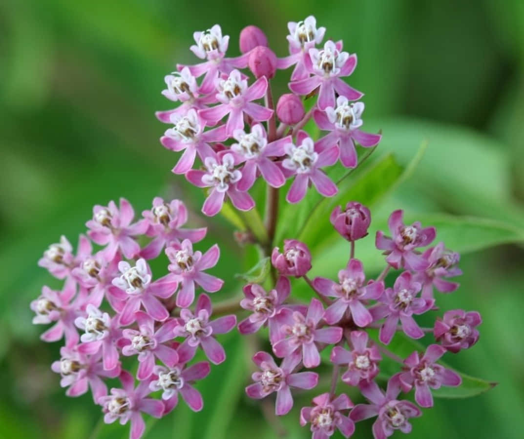 The beautiful and unique Milkweed flower