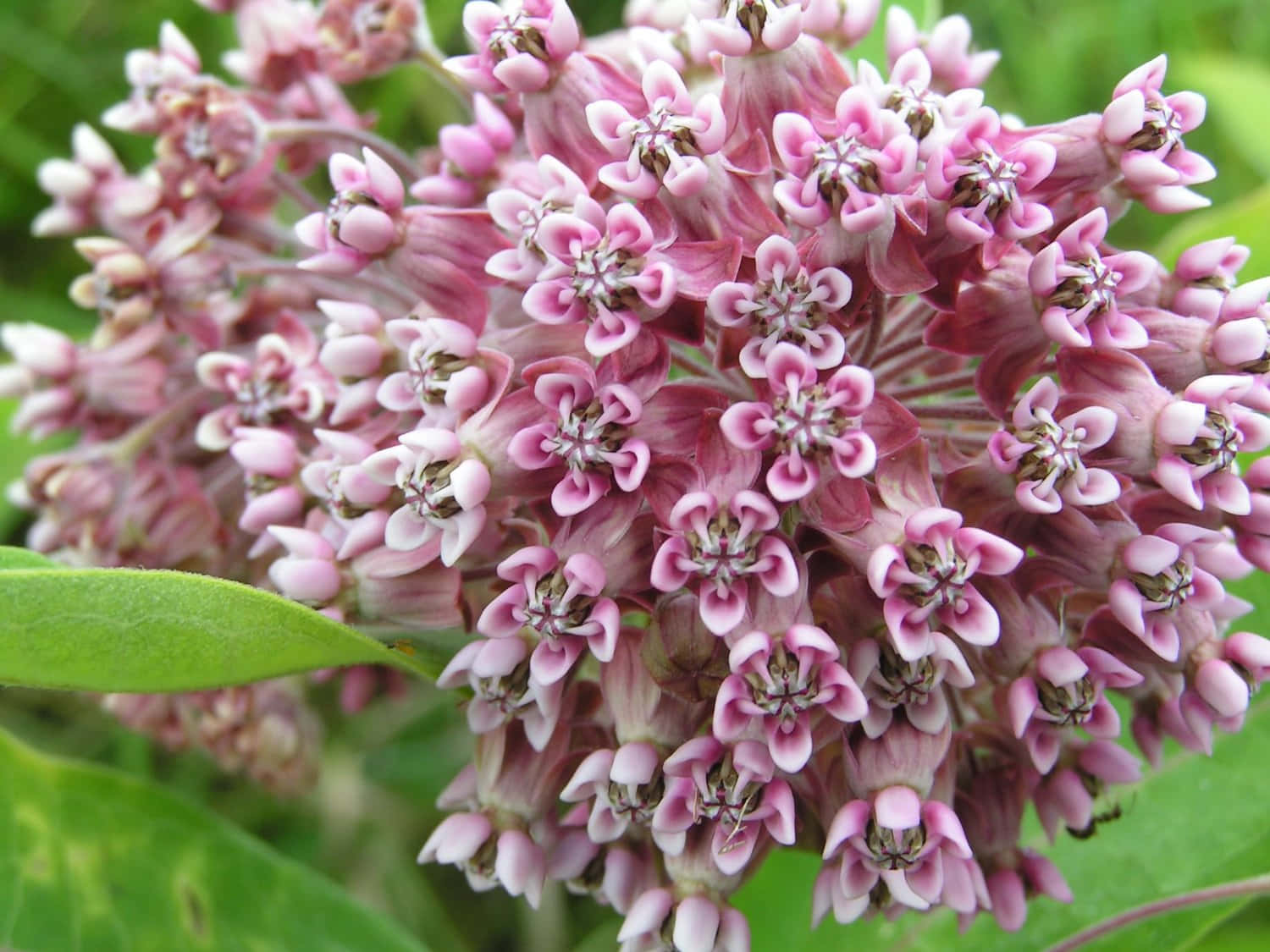 "See the beauty of Milkweed blooming in nature."