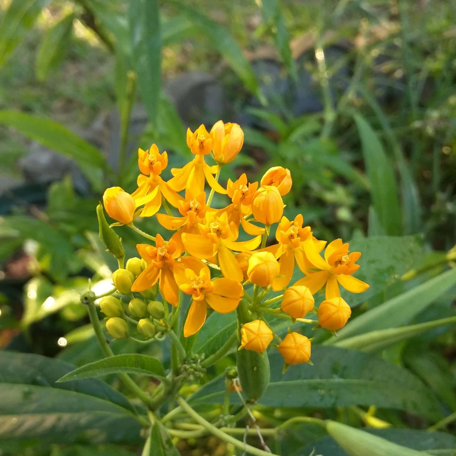 A photograph of a vibrant Milkweed flower on a sunny day