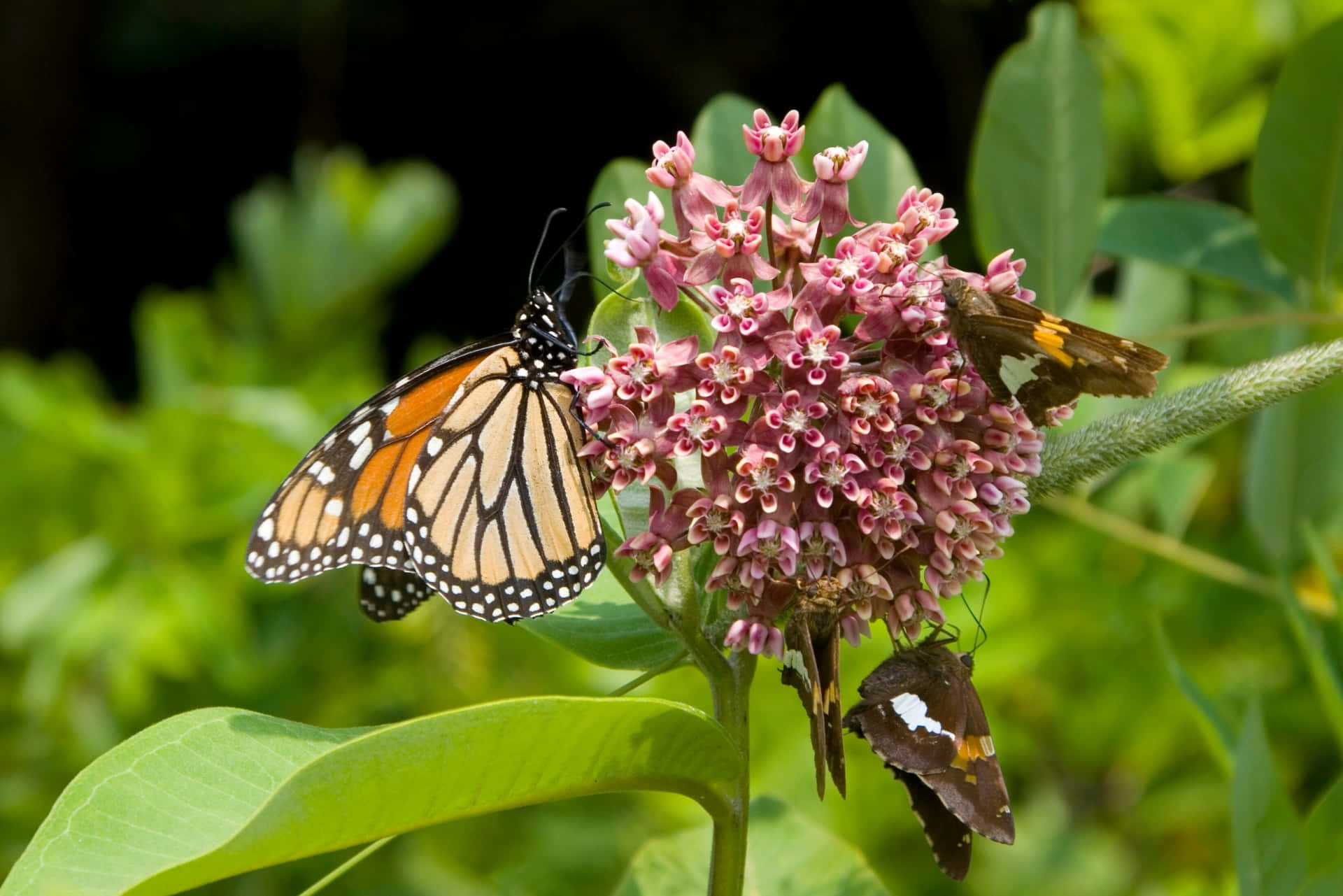 Enjoy the lush beauty of Milkweed