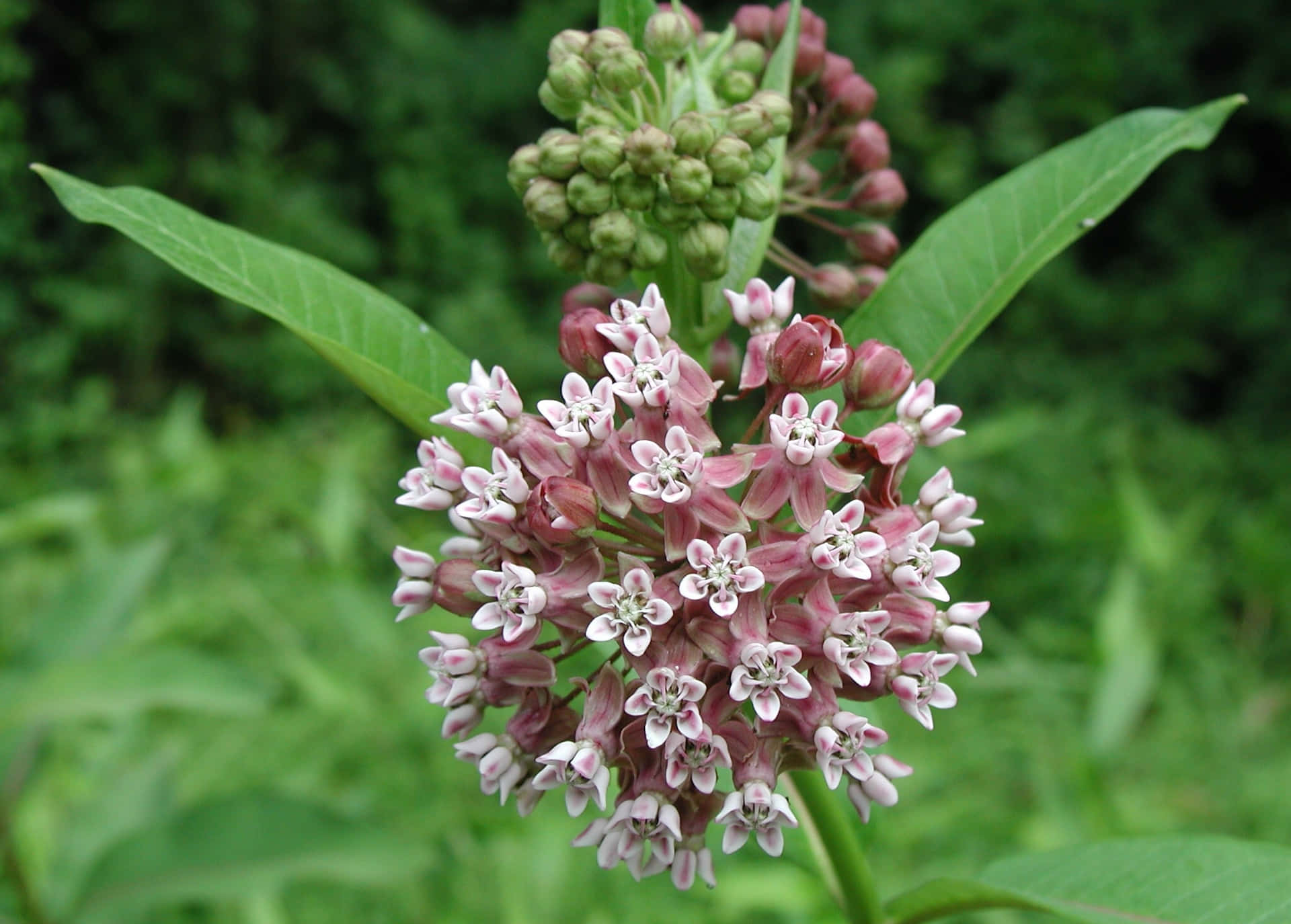 Wild Milkweed Plant among the Floral meadow
