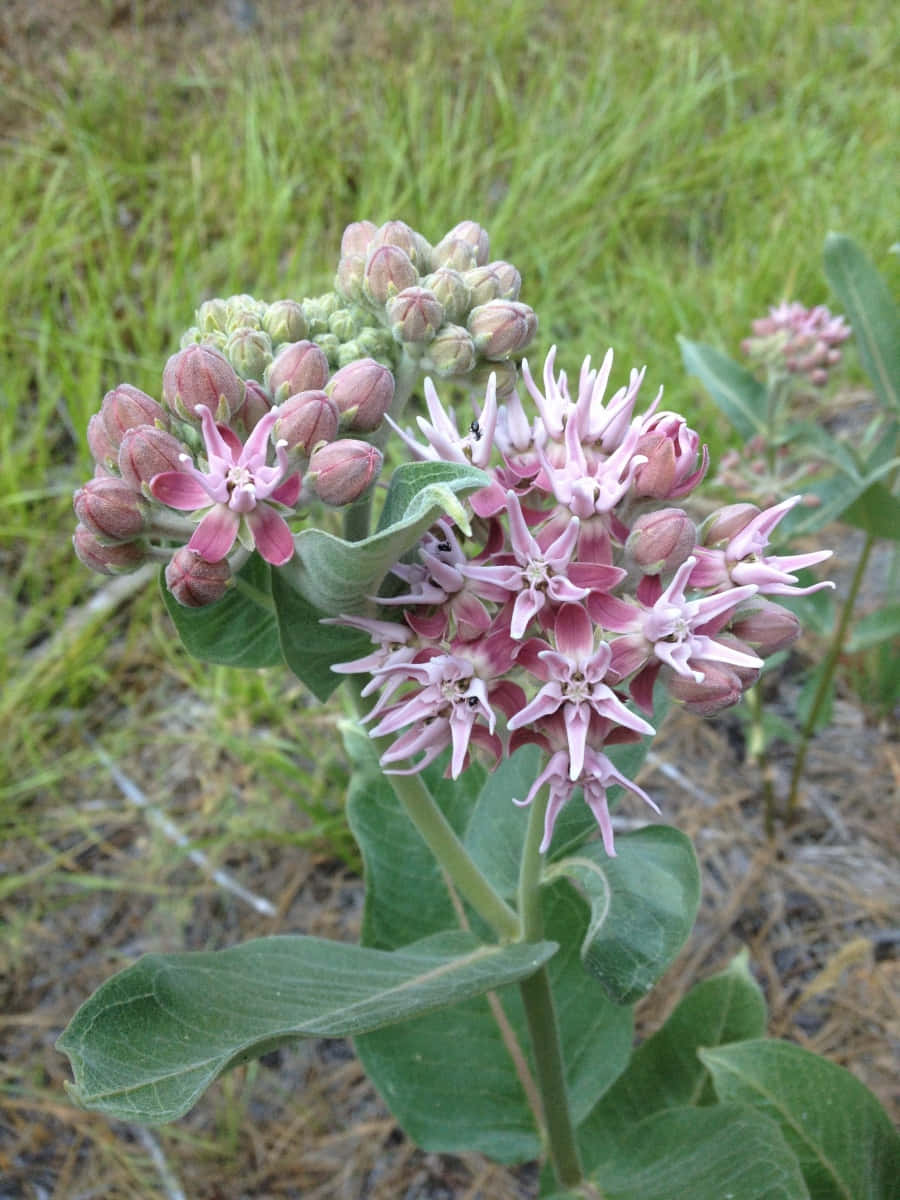 A Flower With Pink And White Flowers