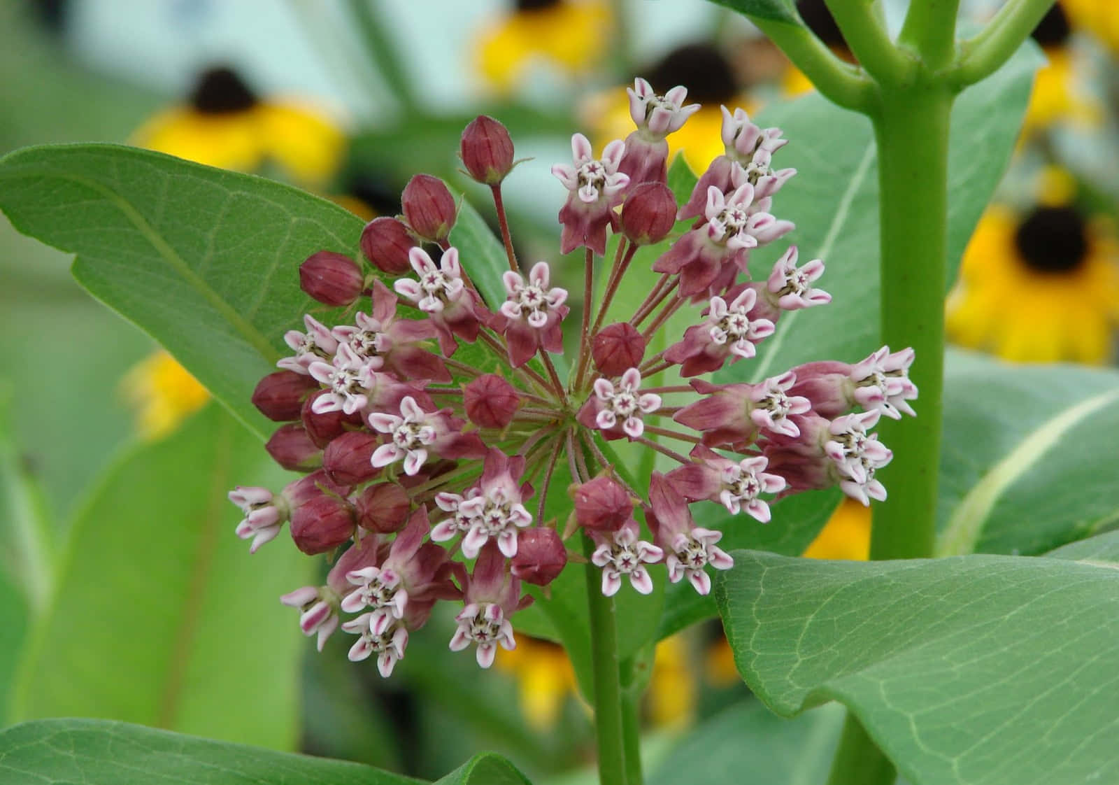 "The vibrant colors of a Milkweed plant captured in all its glory"