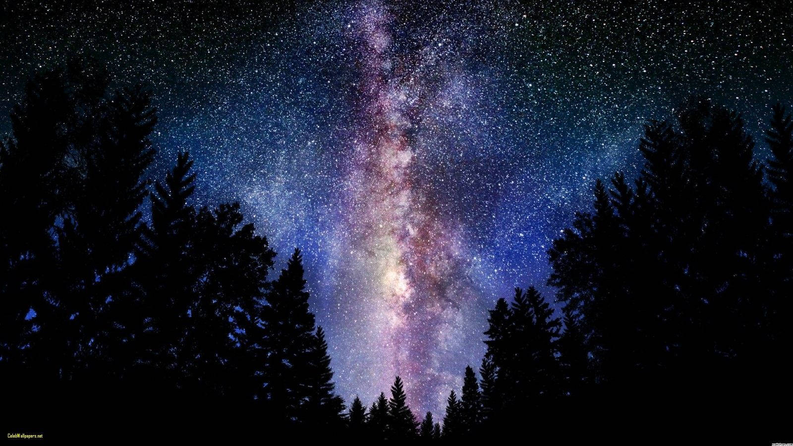 Milky Way Dividing The Dark Forrest Wallpaper