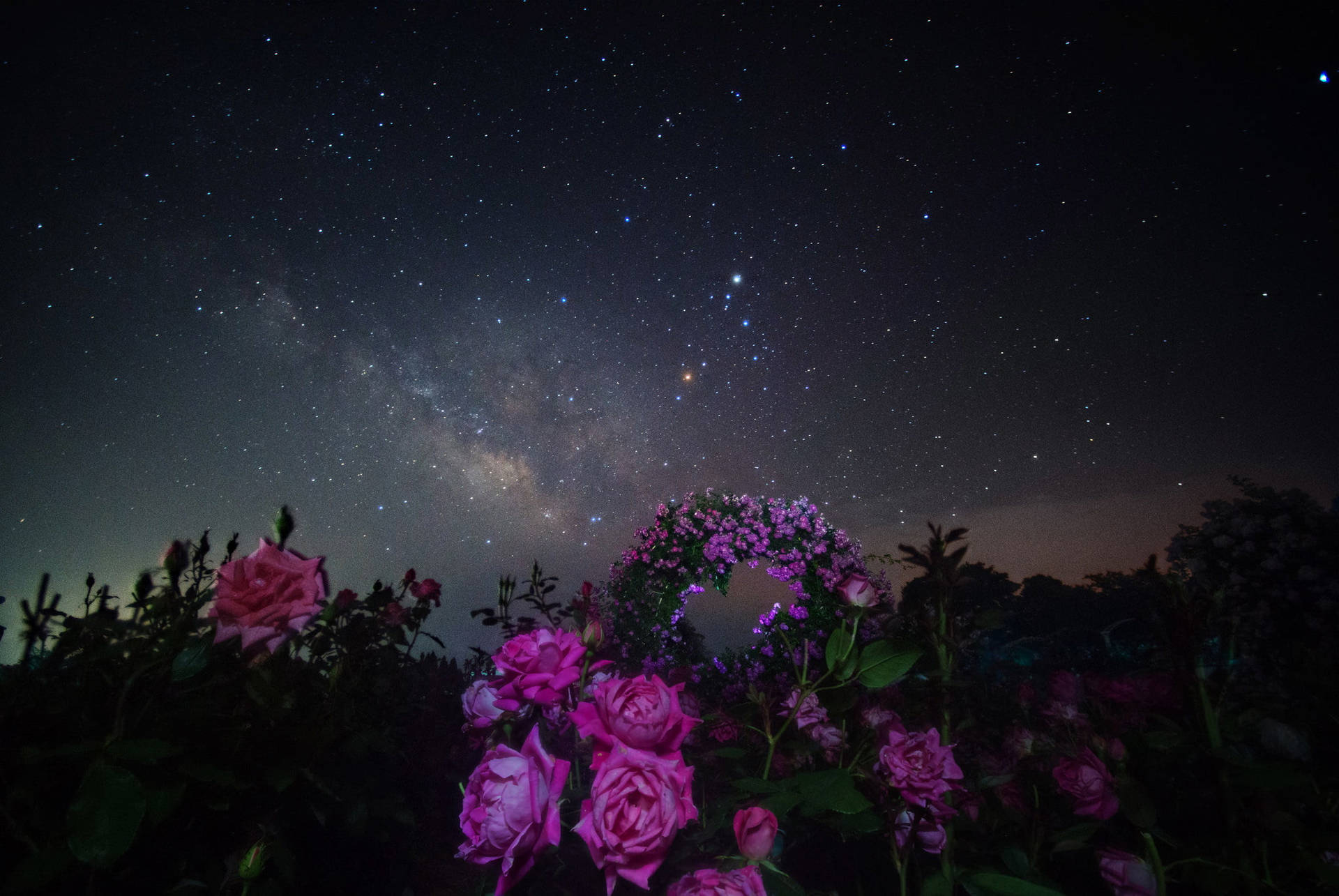Milky Way Galaxy Flowers Picture
