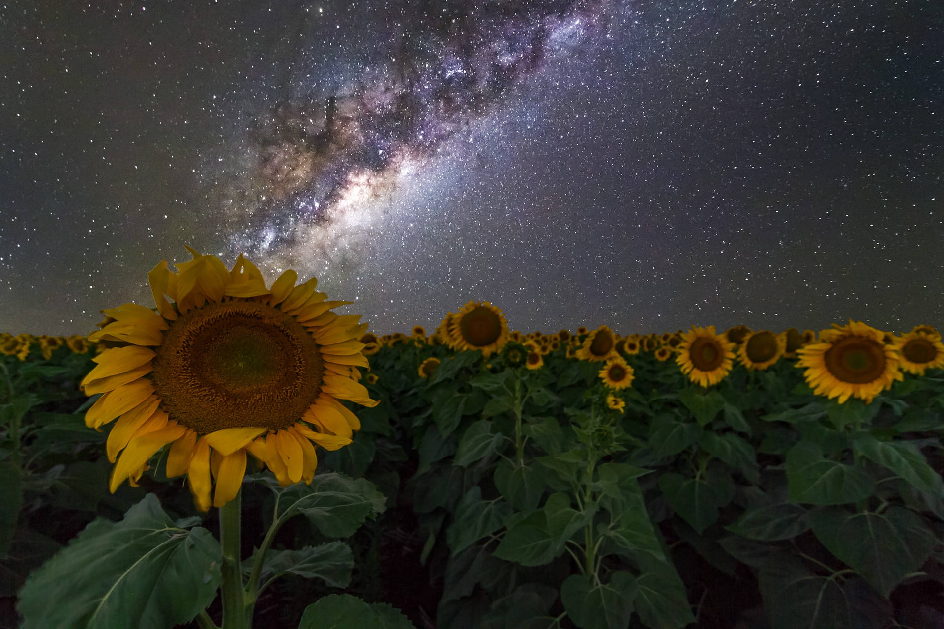 Vintergatanssolros (milky Way Galaxy Sunflower) Wallpaper