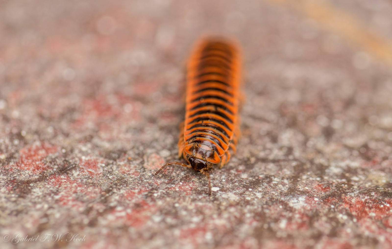 Millipede From The Xystodesmidae Family Wallpaper