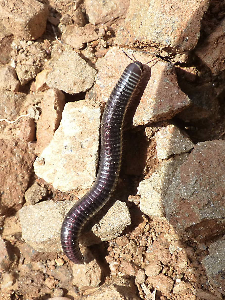 Millipede Navigating The Rocky Outdoors Wallpaper