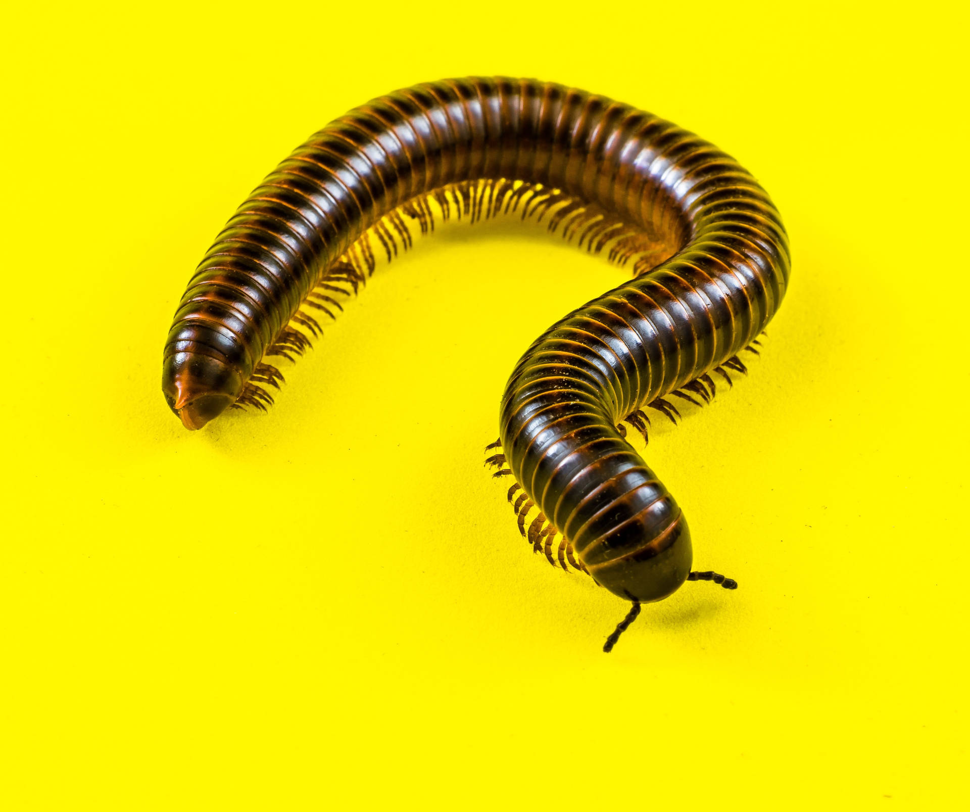 Millipede On A Yellow Surface Background