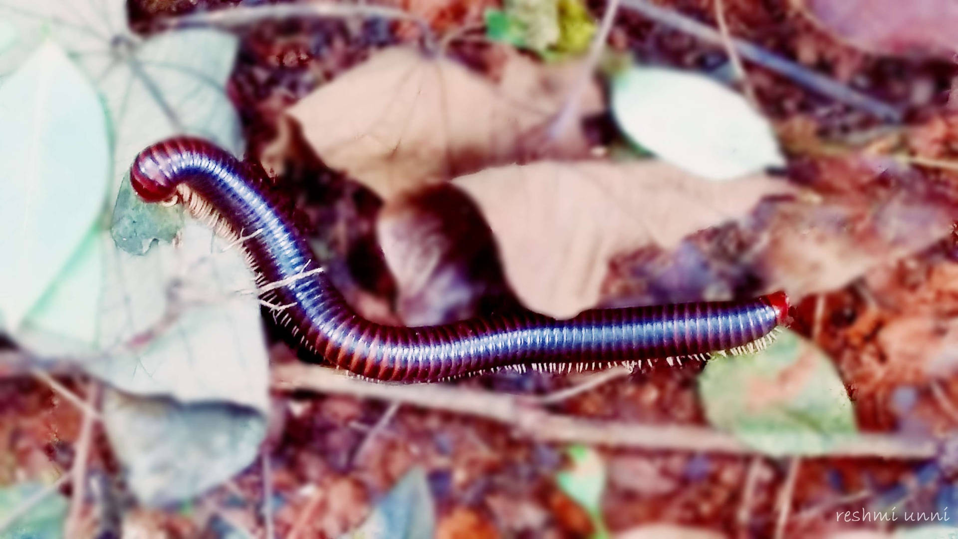 Millipede Out In The Wilds Background