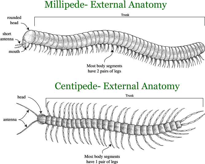 Millipedeand Centipede External Anatomy Comparison PNG