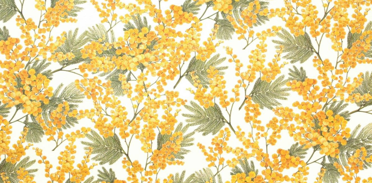 Mimosenblumenwandtapete Wallpaper