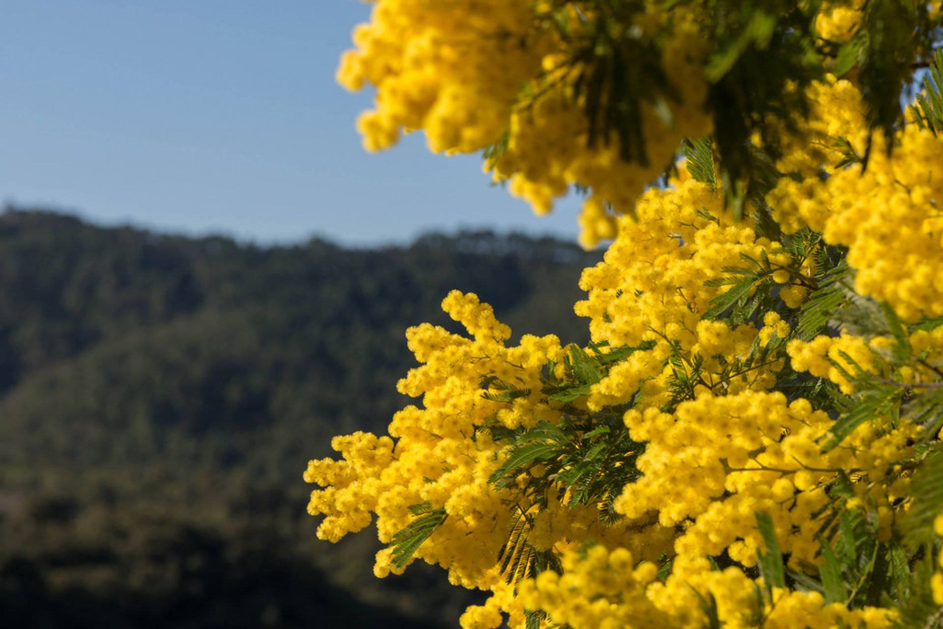 Download Mimosa Flowers Blossom Wallpaper